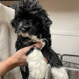 Cavapoos, Goldendoodles, Labradoodles, Poodles, and Sheepadoodles from Wagadoodlesnw