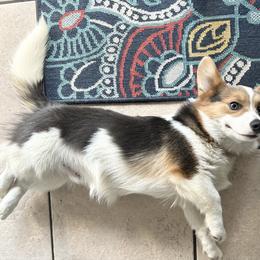 Sam - Pembroke Welsh Corgi