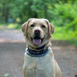 Sunny - Labrador Retriever