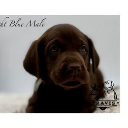 Light Blue - Chocolate male Labrador Retriever puppy in San Diego County, California from Travis’ Chocolate Labradors