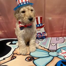 Boston - Cream male Poodle puppy in Mobile, Alabama from Semmy’s Standard Poodle LLC