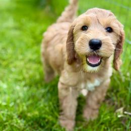Blossom - Apricot female Australian Labradoodle puppy in Stanwood, Washington from Victoria Creek Australian Labradoodles