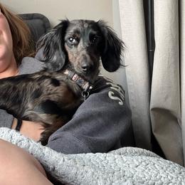 Rosie - Dachshund