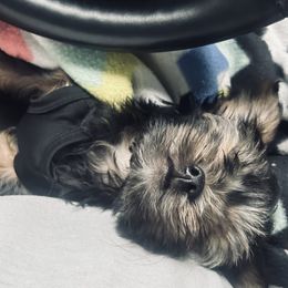 Yorkshire Terrier Puppies from Manny Lancara's Yorkshire Terriers