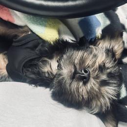 Yorkshire Terrier Puppies from Manny Lancara's Yorkshire Terriers