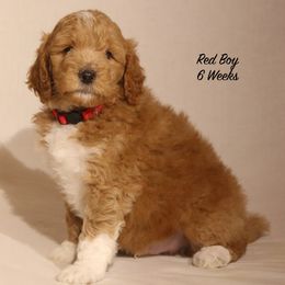 Lola's Red Boy - Red  male Goldendoodle puppy in Coppell, Texas from Bethel Stream Goldendoodles