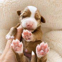 Maple - Red  female Goldendoodle puppy in Gilbert, Arizona from Doodle Bliss