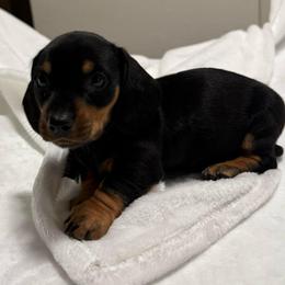 Champ - Black and tan male Dachshund puppy in El Cajon, California from roxiesdoxies