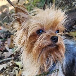 Oscar - Yorkshire Terrier