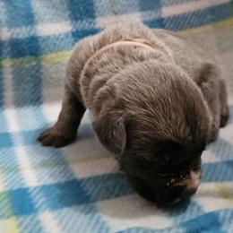 Everest - Gray and fawn male Cane Corso puppy in Roachdale, Indiana from Cast Iron Kennels