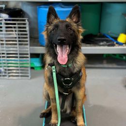 Belgian Tervuren Puppies from Chocorua Working Belgians