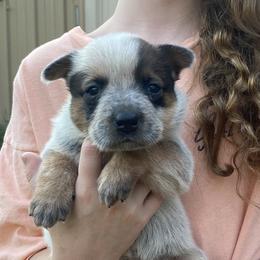 Ember - Red speckled female Australian Cattle Dog puppy in Devalls Bluff, Arkansas from Coolhand's Australian Cattle Dogs