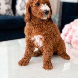 Bernedoodle, Goldendoodle, and Poodle Puppies from Teddy Doodles & Standard Poodles