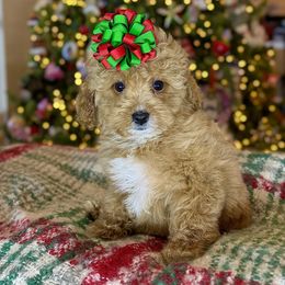 Cavapoo Puppies from Southern Love Cavapoos