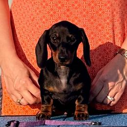 Clare - Black and tan female Dachshund puppy in Toledo, Ohio from Baldox Dachshunds