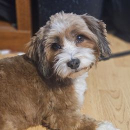 Josie - Havanese