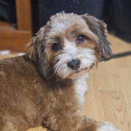 Josie - Havanese