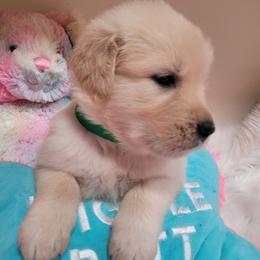 Girl 2 - female Golden Retriever puppy in Sparta, Tennessee from Poso Creek Corgis