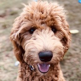 Goldendoodle Puppies from Doodles by Piper