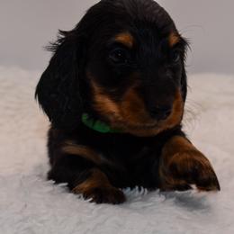 No collar male - Black and tan male Dachshund puppy in Maurice, Louisiana from Hart Dachshunds
