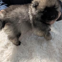 Red boy - Black and silver male Keeshond puppy in Fayetteville, Tennessee from Erbekees-Keeshonden