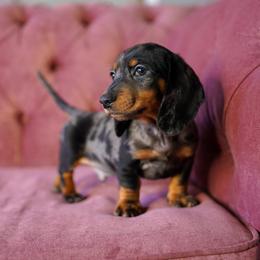 Bronco - Dapple male Dachshund puppy in Temecula, California from Naomi Magee's Dachshund Kennel