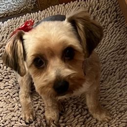 Remi - Yorkshire Terrier