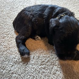 Elsa - Black female Miniature Schnauzer puppy in Newburgh, Indiana from Lakehouse Miniature Schnauzers of Southern Indiana