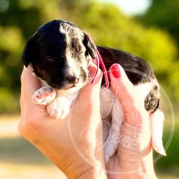 Pink - Tri-color female Bernedoodle puppy in Rockwall, Texas from Glory Doodles
