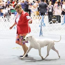 Dogo Argentino and Greyhound Puppies from Wayward Kennels