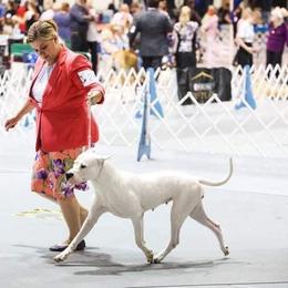 Dogo Argentino and Greyhound Puppies from Wayward Kennels