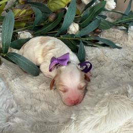 Purple Collar - Blenheim female Cavapoo puppy in South Jordan, Utah from Simply Sweet Paws. LLC