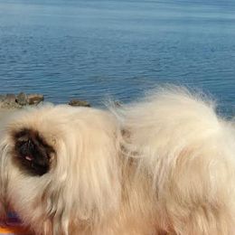 KRICKET - Pekingese