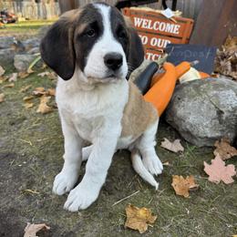 Tempest - Brown and white female Saint Berdoodle puppy in Traverse City, Michigan from Bare Paws Saint Berdoodles