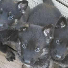 German Shepherds from Fairyland Kennels
