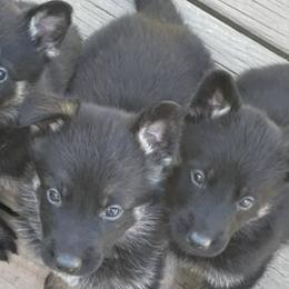 German Shepherds from Fairyland Kennels