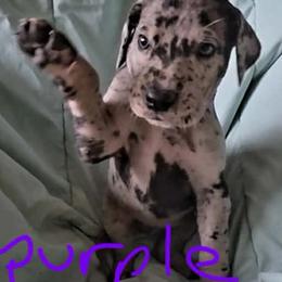Purple Collar Girl - Merle female Great Dane puppy in Newport, Washington from Lakefront Danes