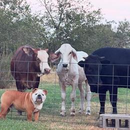 Bulldog and French Bulldog All Grown Up from Rathbone Bulldogs