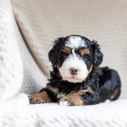 Tilly - Tri-color female Bernedoodle puppy in Narvon, Pennsylvania from CBKB Bernedoodle’s