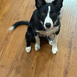American Corgi and Border Collie Puppies from Duncan's Border Collies and Corgis