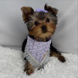 Jelly - Blue and gold female Yorkshire Terrier puppy in The Bronx, New York from Teenie Sweeties Yorkies