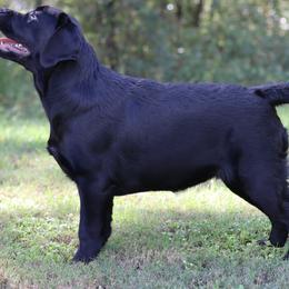 Lola - Black female Labrador Retriever puppy in Williston, Florida from Royal K Labradors