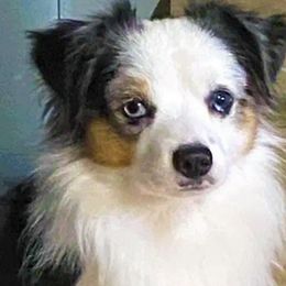 Stitch - Miniature American Shepherd
