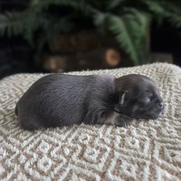 Girl 2 - Blue female Shih Tzu puppy in Smithville, Georgia from The Luckie Puppy