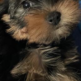 Yorkshire Terrier Puppies from Essence of Grace Yorkies