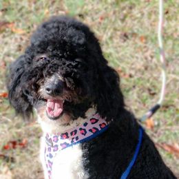 Jackie O - Goldendoodle