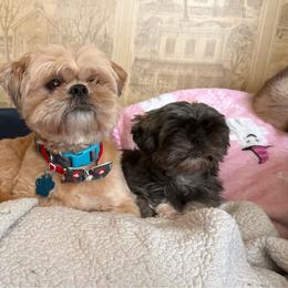 Shih Tzu puppies from Jenkins Tzu and Poo’s