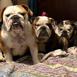 Bulldog Puppies from Jodi's Bulldogs