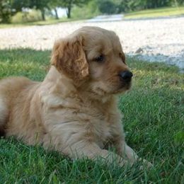Golden Retriever Puppies from HighRoller Golden Retrievers