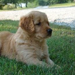 Golden Retriever Puppies from HighRoller Golden Retrievers